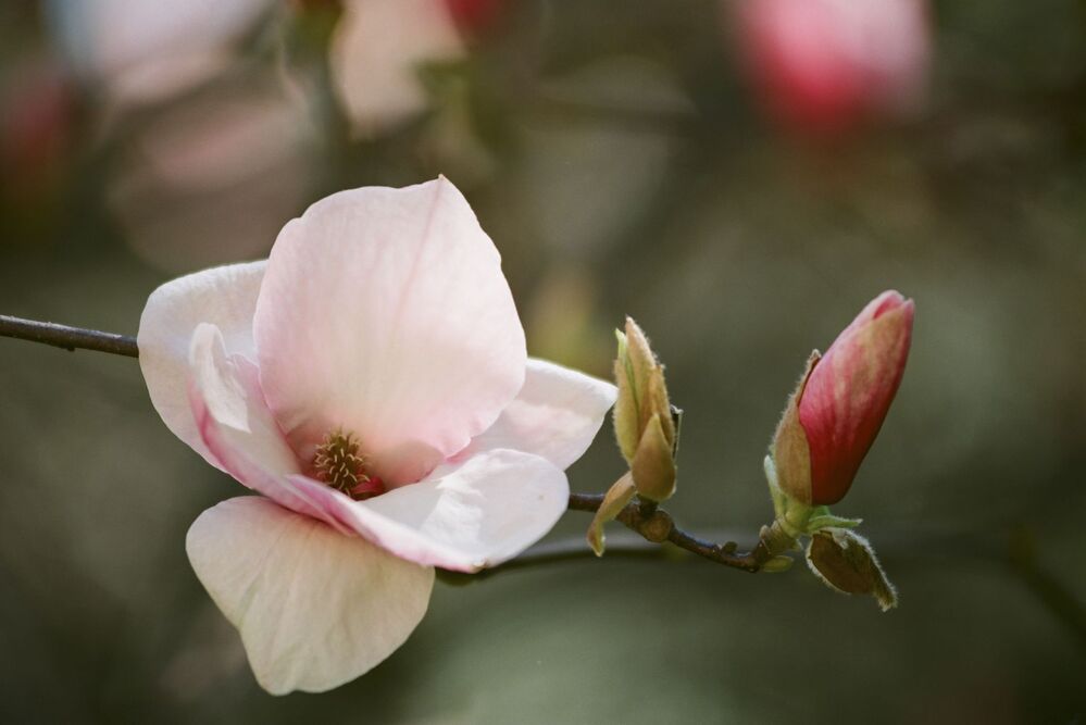 "Magnolias painted with Kodak colors"