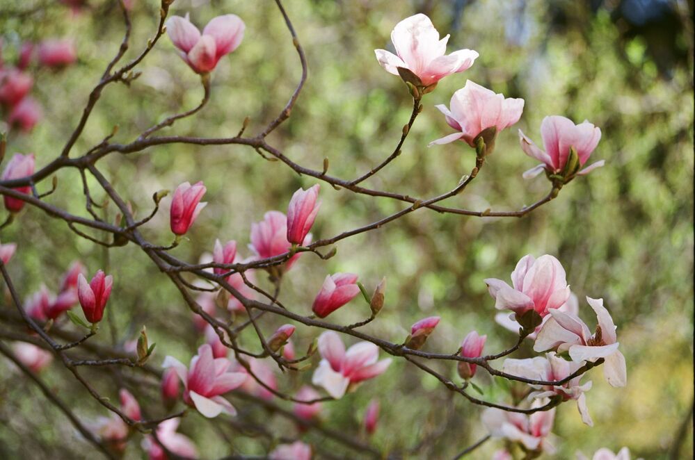 "Magnolias painted with Kodak colors"
