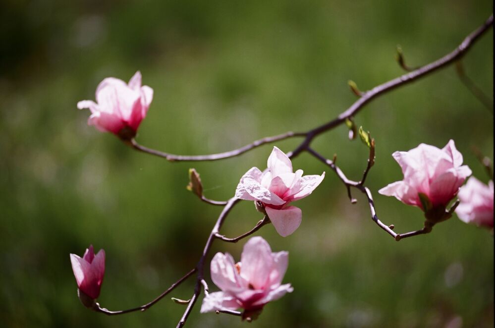 "Magnolias painted with Kodak colors"