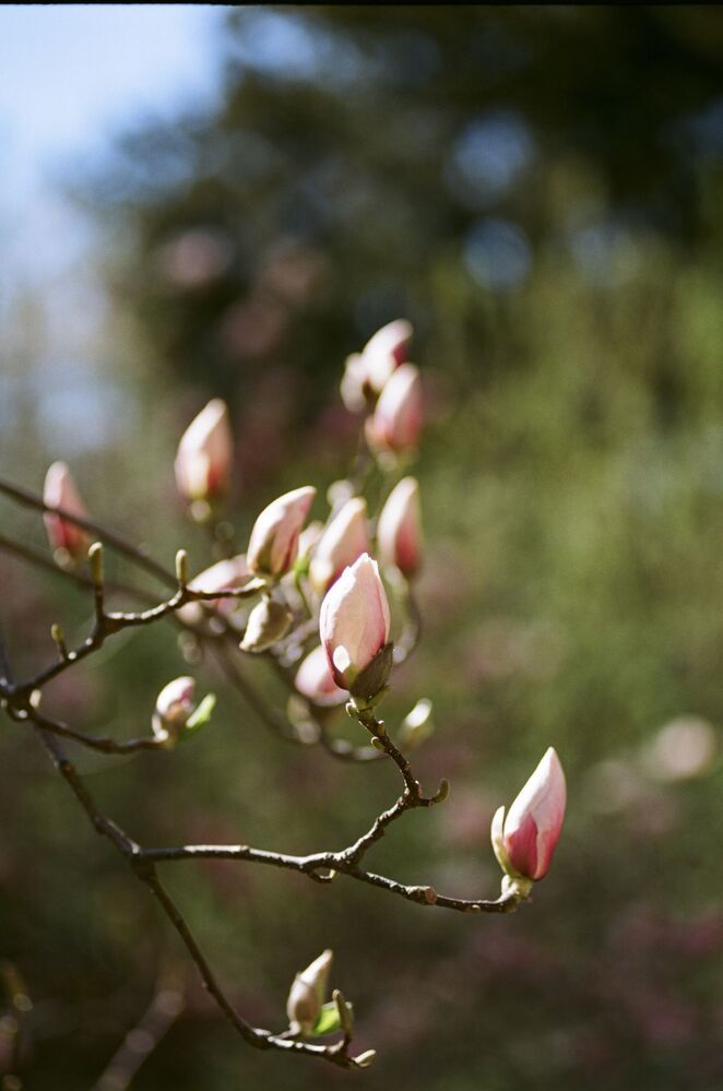 "Magnolias painted with Kodak colors"