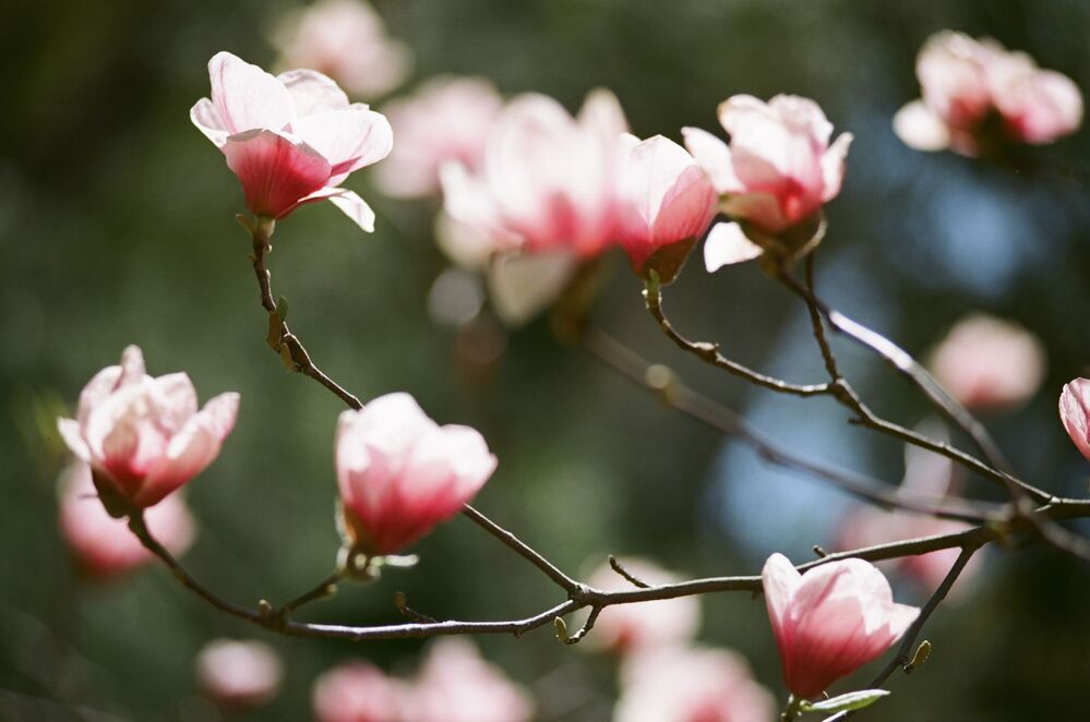 "Magnolias painted with Kodak colors"