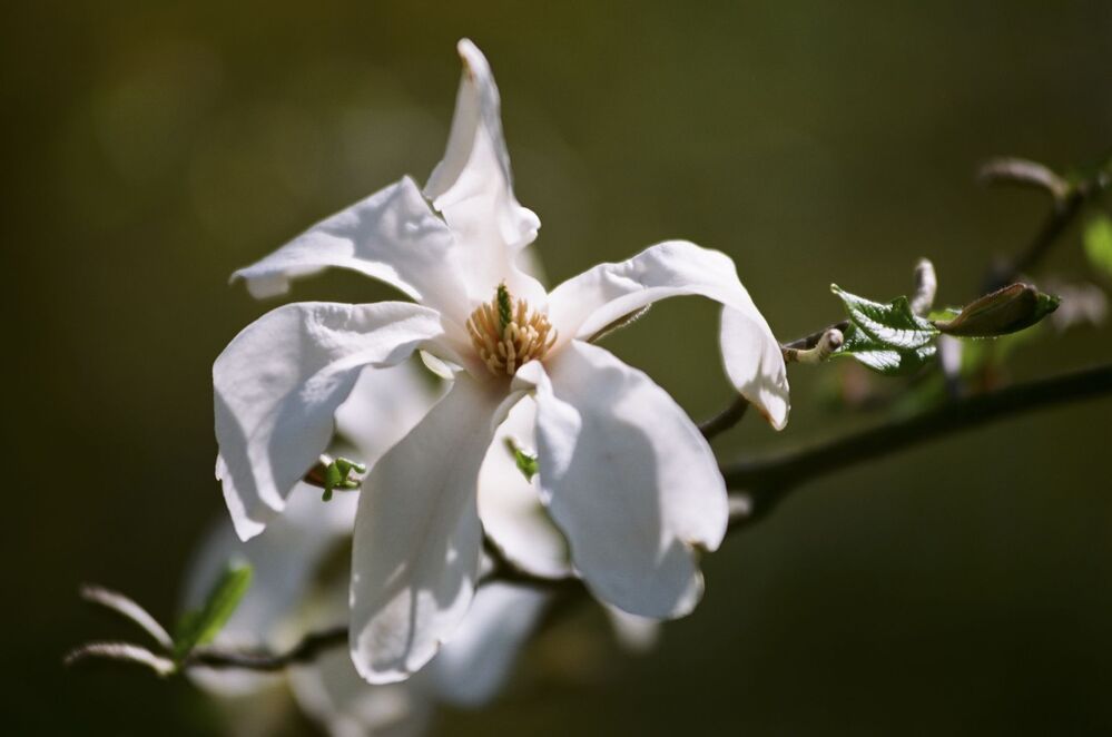 "Magnolias painted with Kodak colors"
