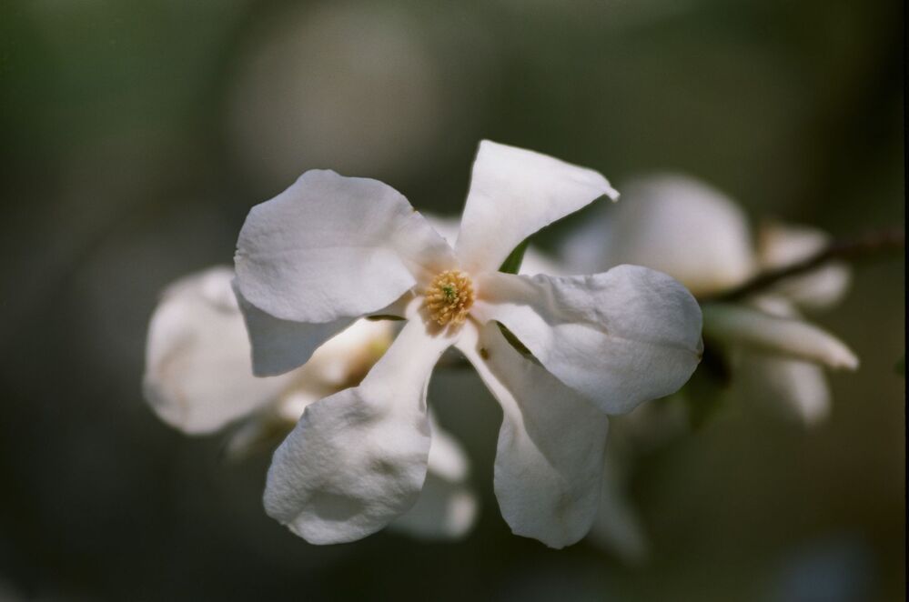 "Magnolias painted with Kodak colors"