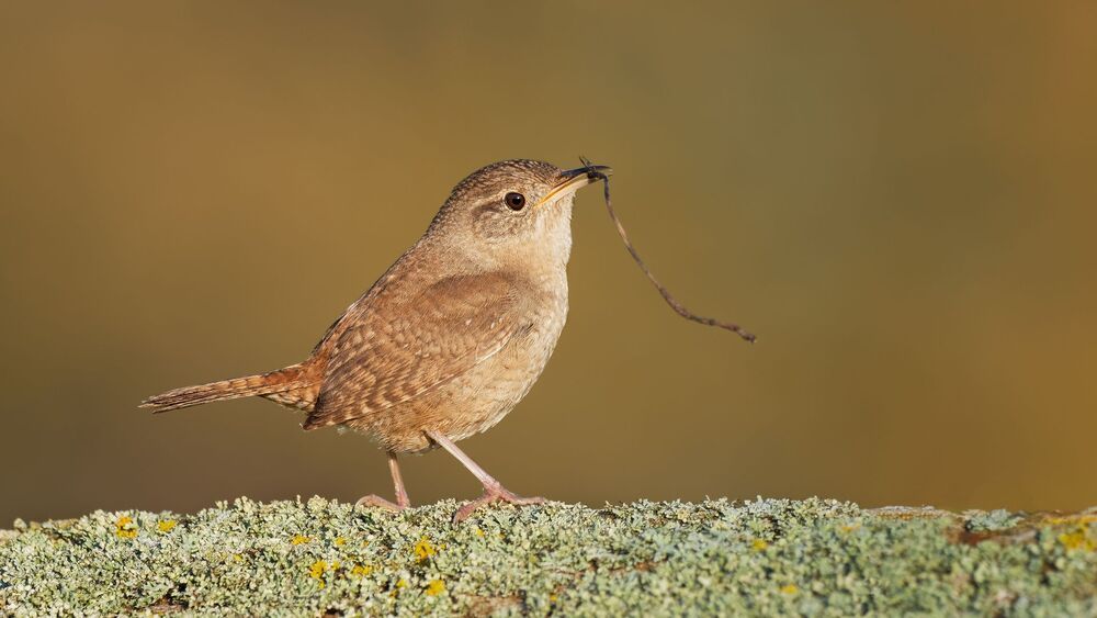 Домовый крапивник House wren (Troglodytes aedon) Самый обычный вид,   Получил своё название за пристрастие селиться рядом с человеческим жильем или в скворечниках.
