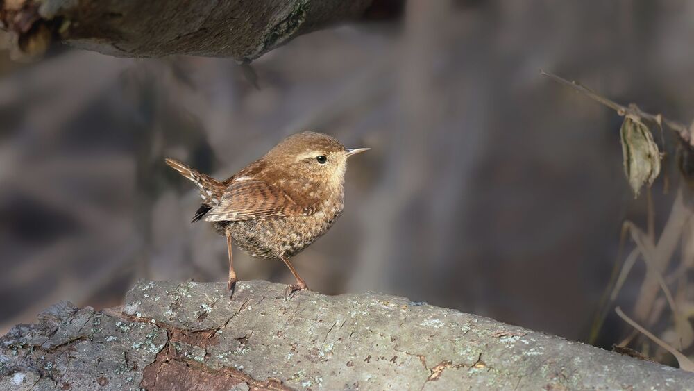 Зимний крапивник Winter wren (Troglodytes hiemalis) Зимний крапивник почти идентичен Тихоокеанскому и Евразийскому крапивникам, и эта тройка считалась одним видом до 2010 года. Генетические и другие свидетельства побудили исследователей разделить их на Тихоокеанского (Troglodytes pacificus) западной части Северной Америки, Зимнего- восточной части Северной Америки и Евразийского крапивника (Troglodytes troglodytes) Старого Света.