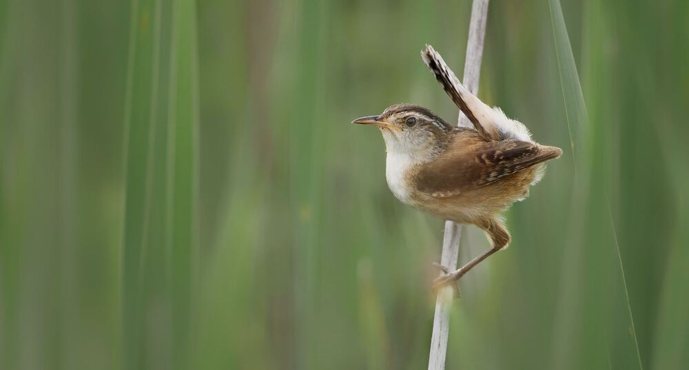 Болотный крапивник Marsh wren (Cistothorus palustris) Как видно из названия обитатель болот. Обычен. Некоторые американские натуралисты называют  болотного крапивника птицей "Heinz 57 variety", потому что ученые записали 57 различных вариаций его песни, одного из самых больших репертуаров в птичьем мире!