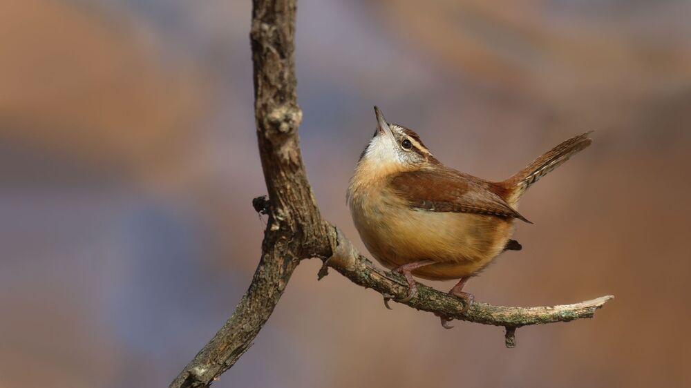 Каролинский кустарниковый крапивник Carolina wren (Thryothorus ludovicianus) Наиболее южный вид в Онтарио. Северная граница ареала проходит в районе Ниагарского водопада. Самый крупный и самый яркий из пяти.