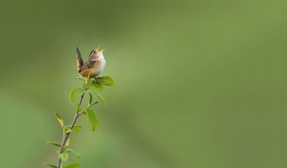 Травяной короткоклювый крапивник Sedge Wren (Cistothorus platensis) По образу жизни и биотопу схож с болотным крапивником,но отличающийся по некоторым ключевым повадкам. Травяной короткоклювый крапивник является довольно загадочной птицей  для многих натуралистов в Онтарио. И не потому. что его проще услышать чем увидеть. А потому что как летний обитатель это одна из самых кочевых территориальных птиц Северной Америки. Необъяснимо почему этот вид появляется и размножается в подходящем биотопе одно лето, а затем исчезают на несколько лет снова. За последние 20 лет мне удалось только дважды нажать на спуск затвора.
