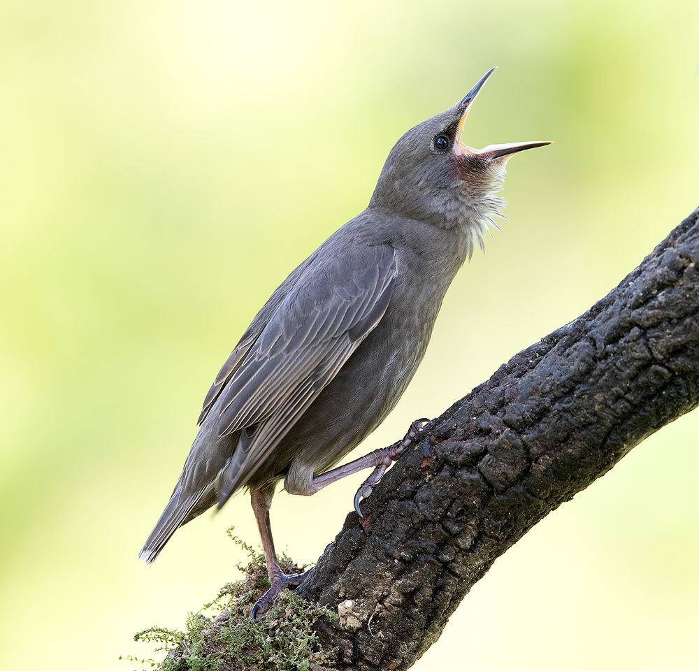 Обыкновенный скворец - European Starling