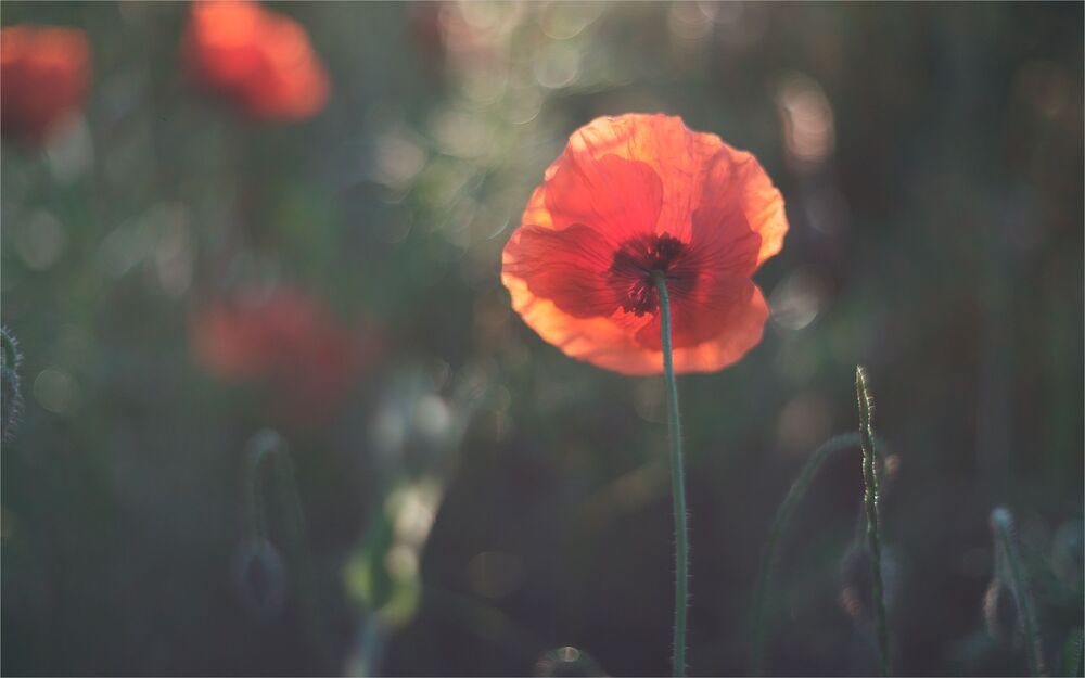 sketches with wild poppy...