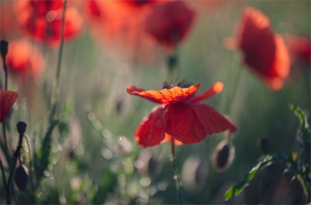 sketches with wild poppy...