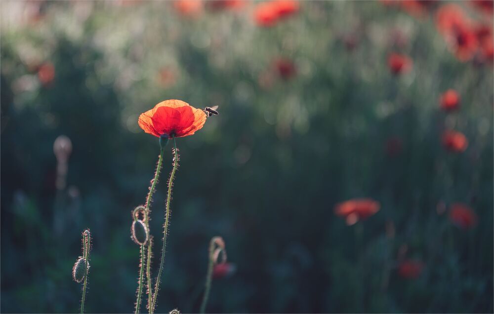 sketches with wild poppy...