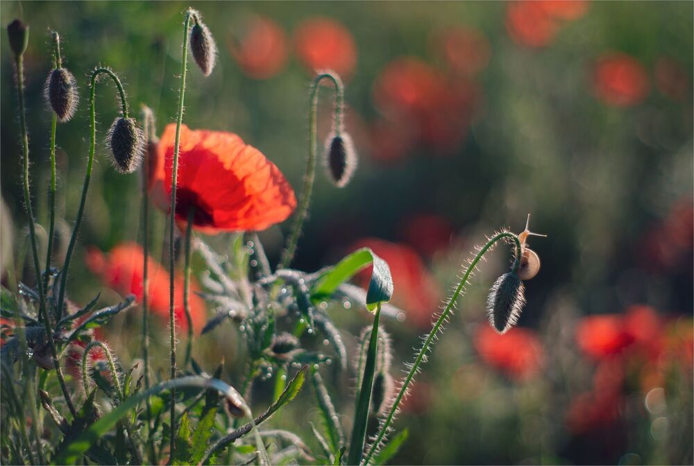 sketches with wild poppy...