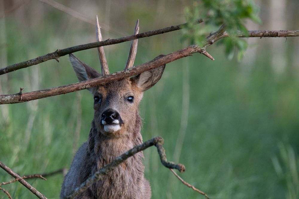 Roe deer in spring