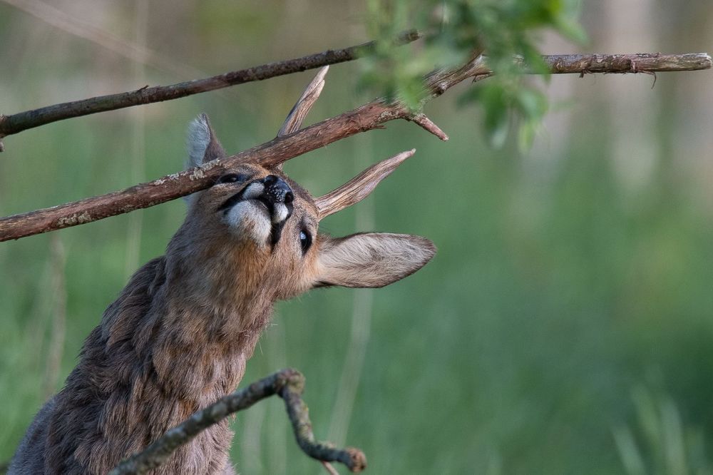Roe deer in spring