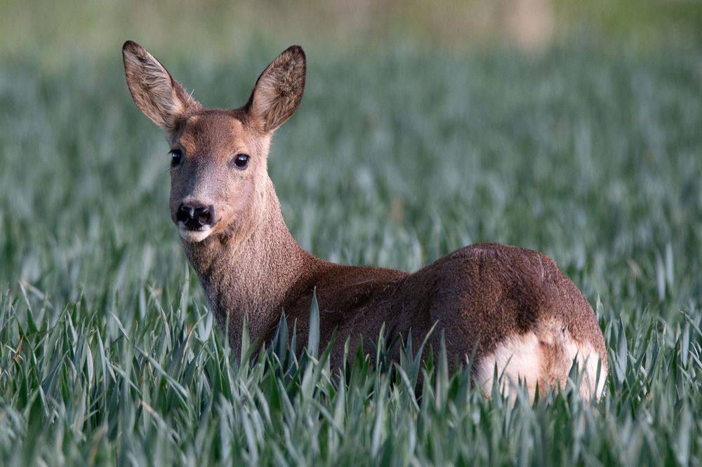 Roe deer in spring