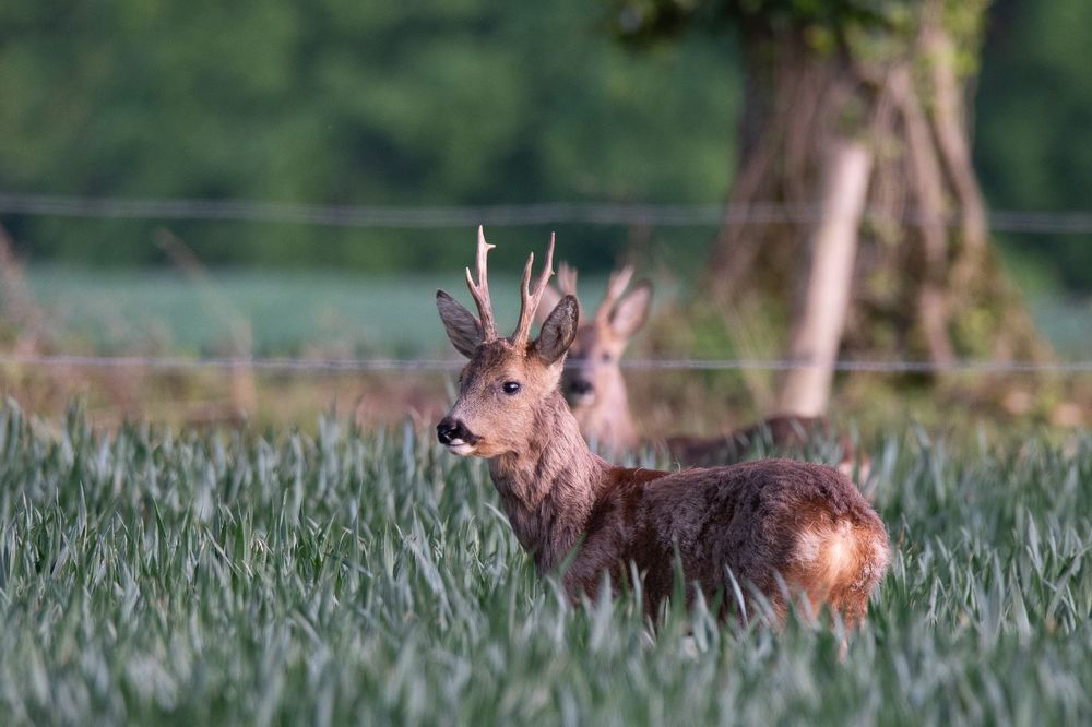 Roe deer in spring