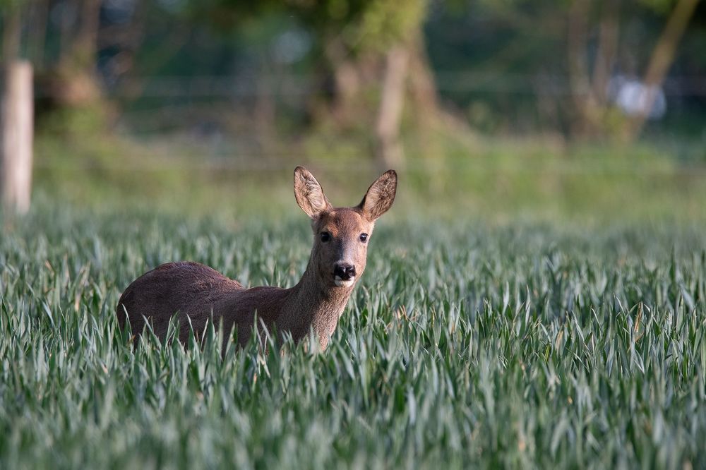 Roe deer in spring