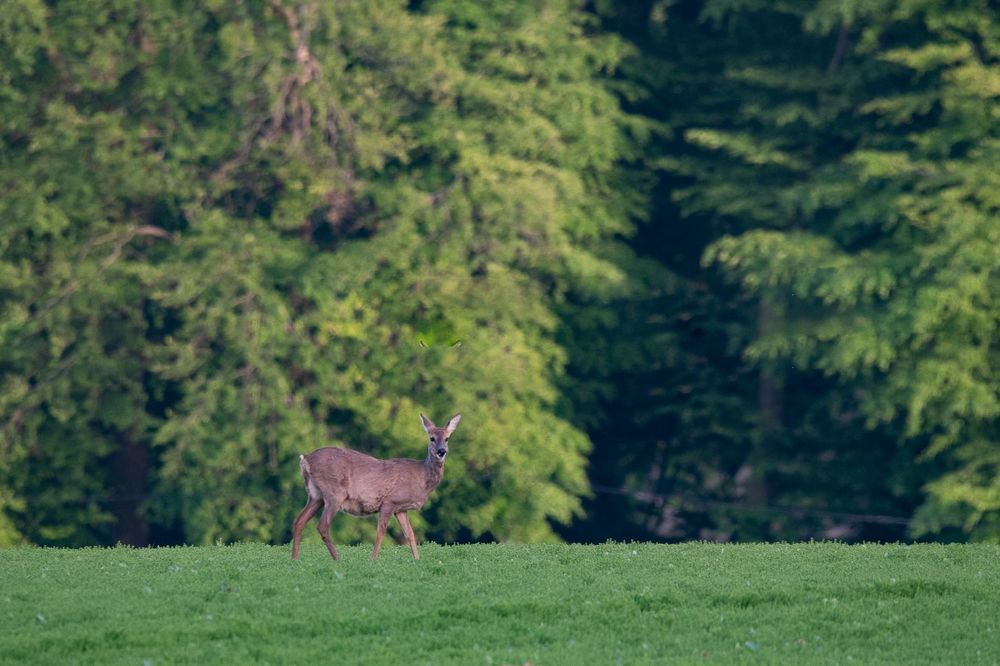 Roe deer in spring