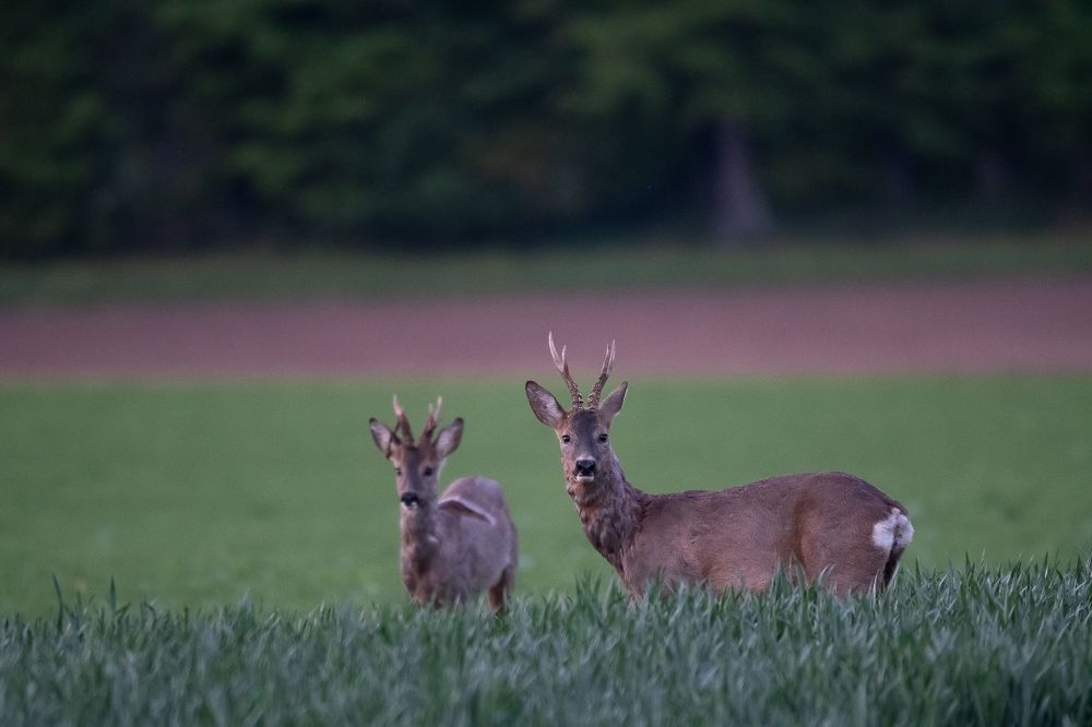 Roe deer in spring