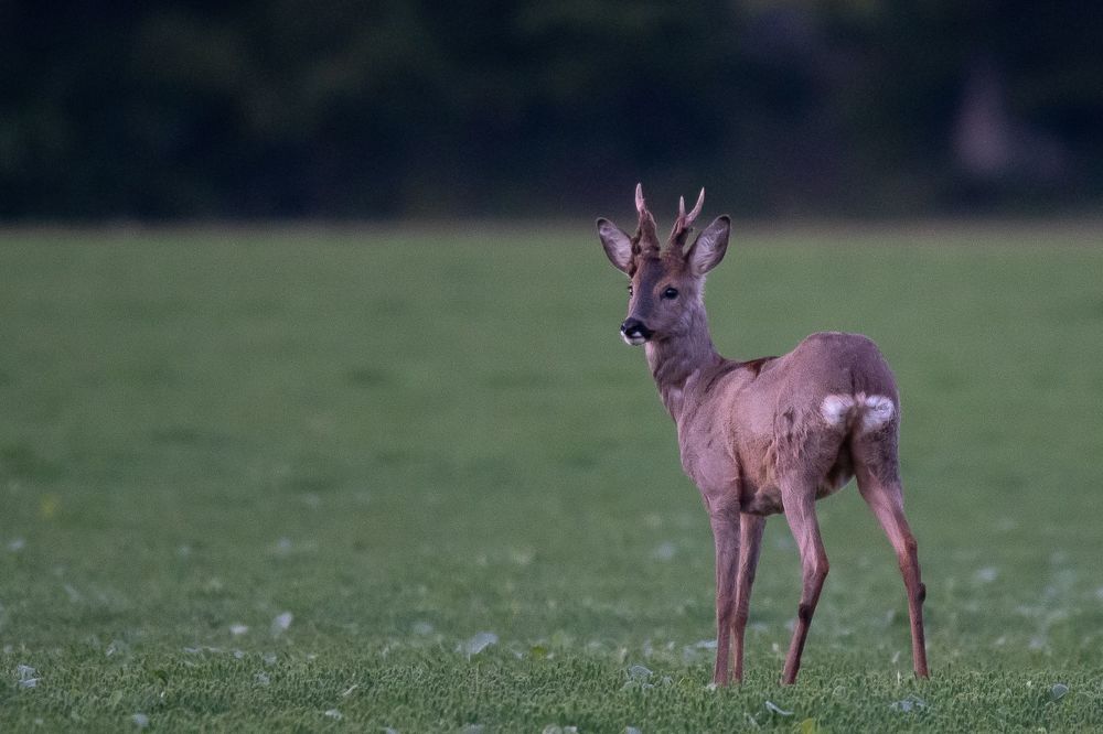 Roe deer in spring