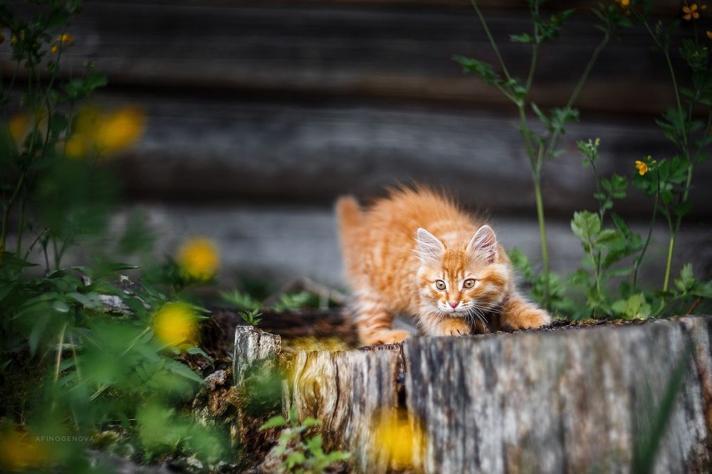 Назаборные коты