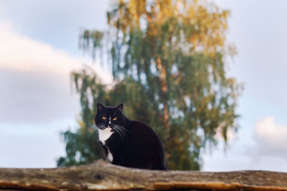 Назаборные коты