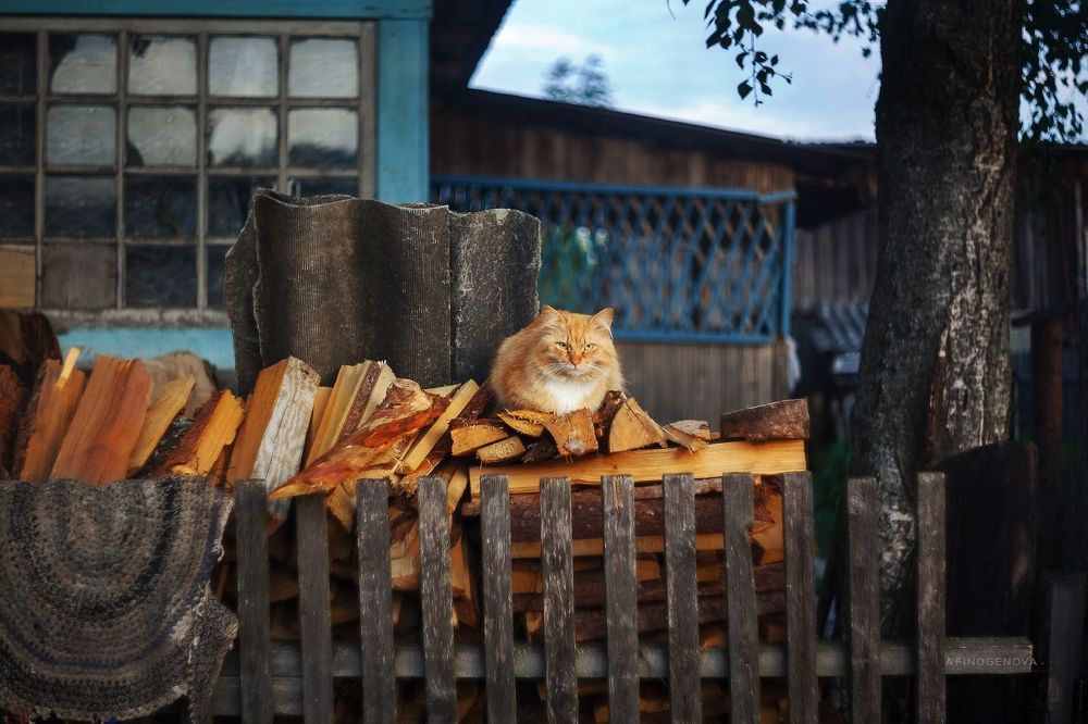 Назаборные коты