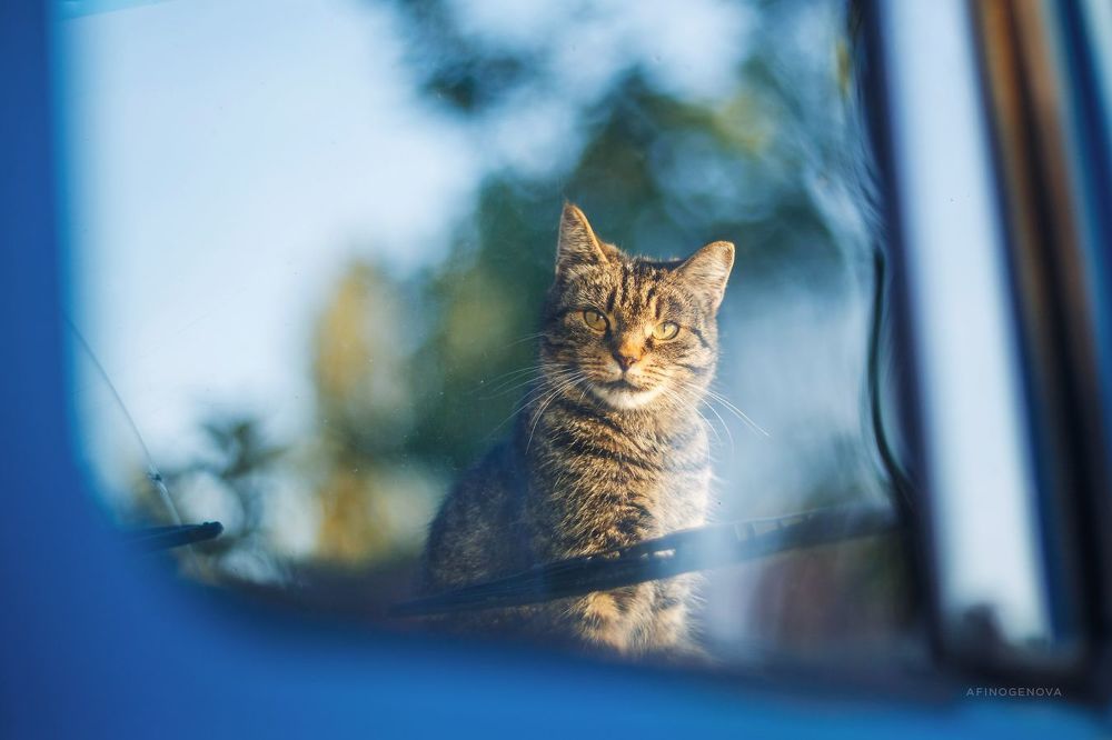 Назаборные коты