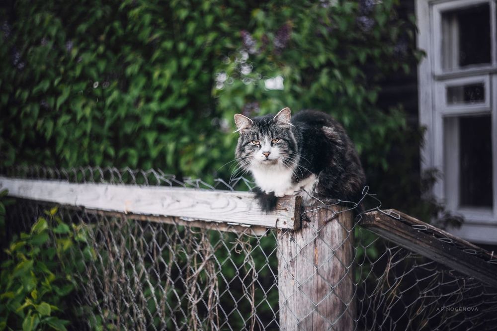 Назаборные коты