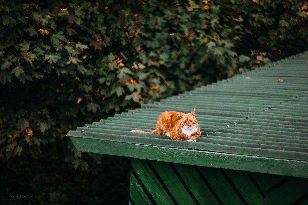 Назаборные коты