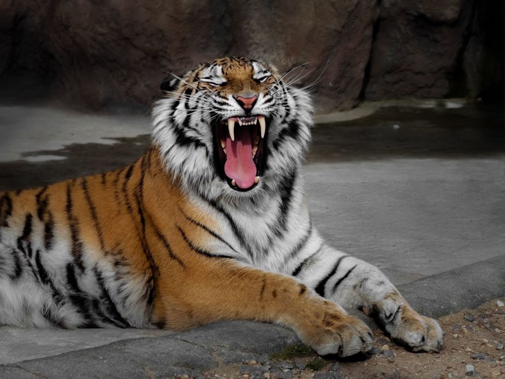 Yawning tiger