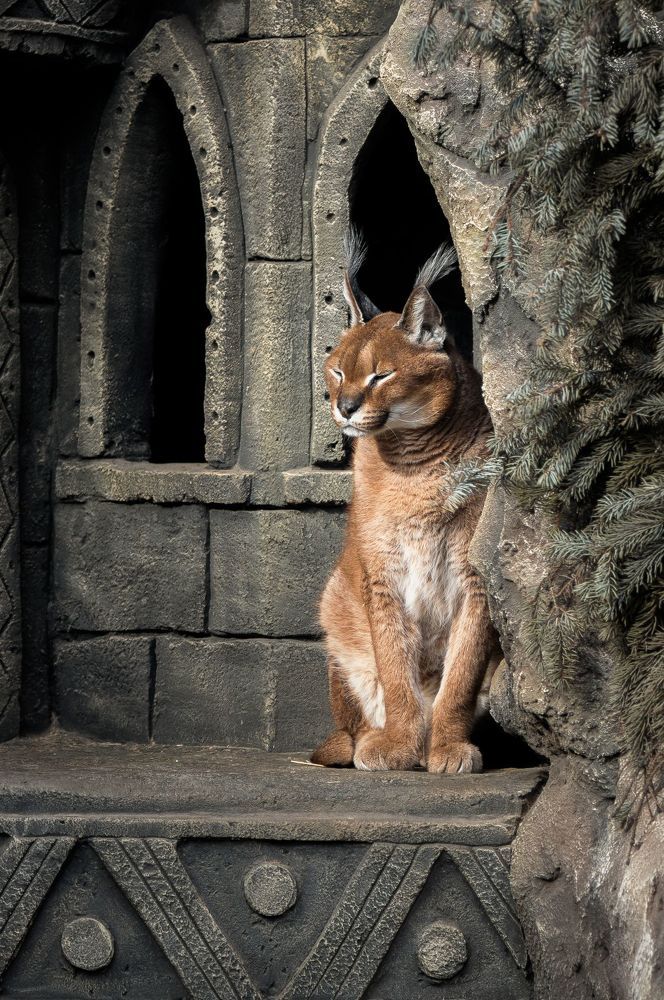 Caracal