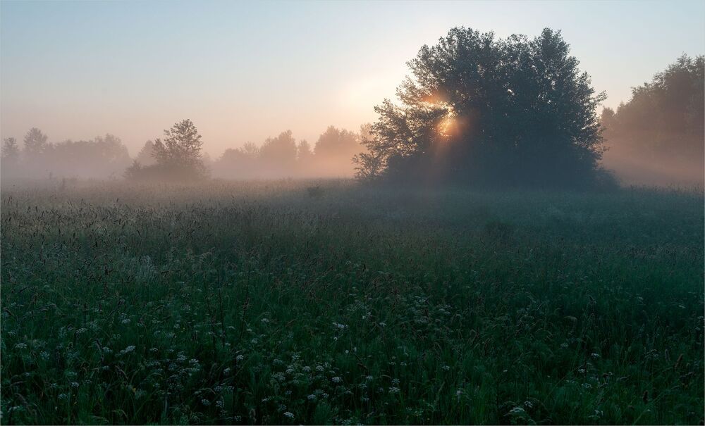 beauty of the morning meadow...