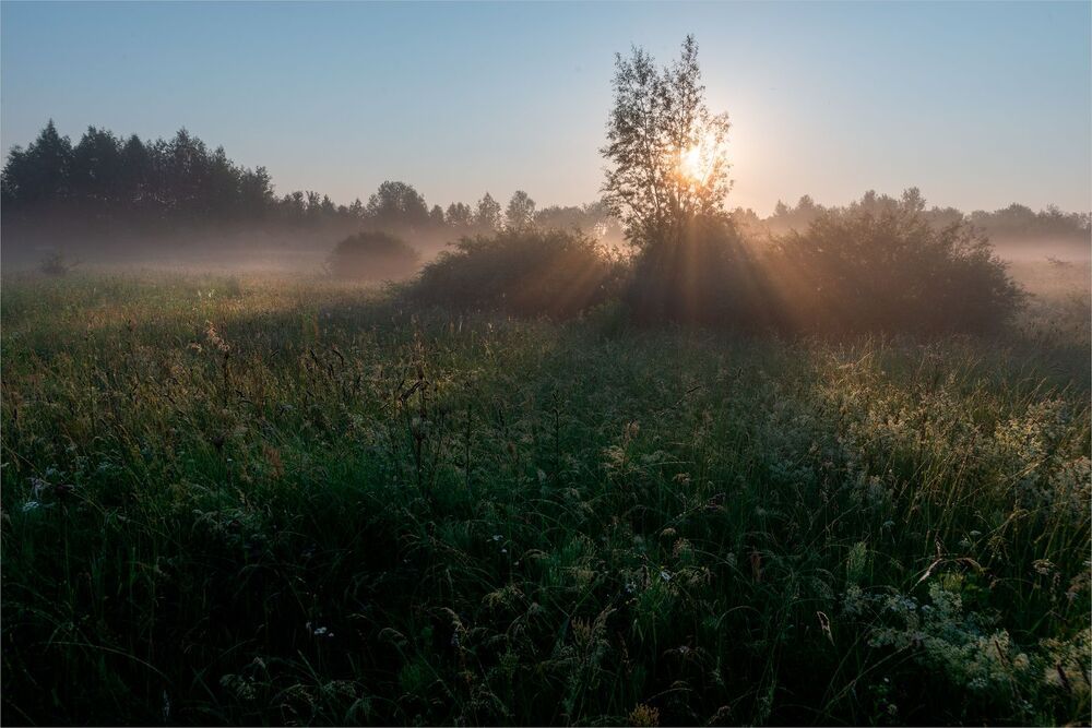 beauty of the morning meadow...