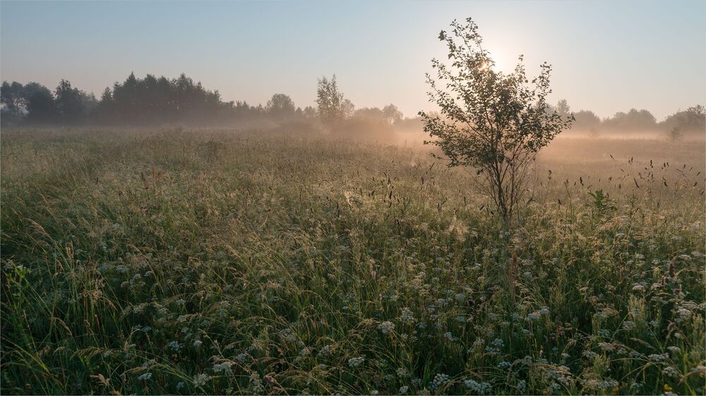 beauty of the morning meadow...