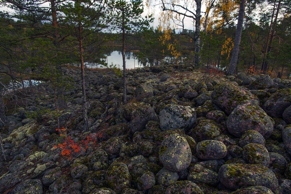 Рыжая осень