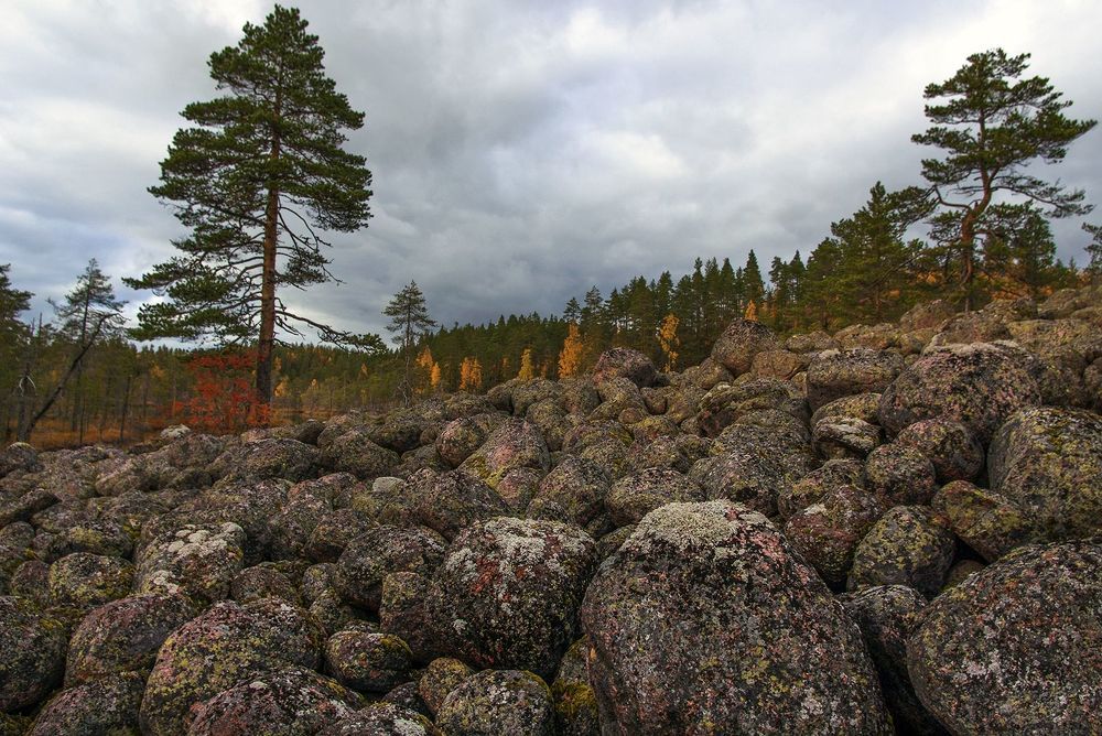 Рыжая осень