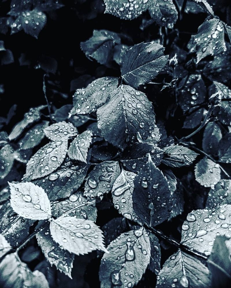 Photo 1705737