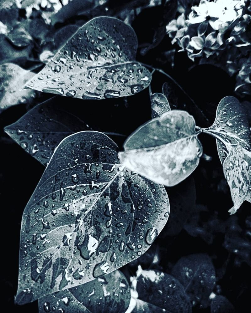 Photo 1705738