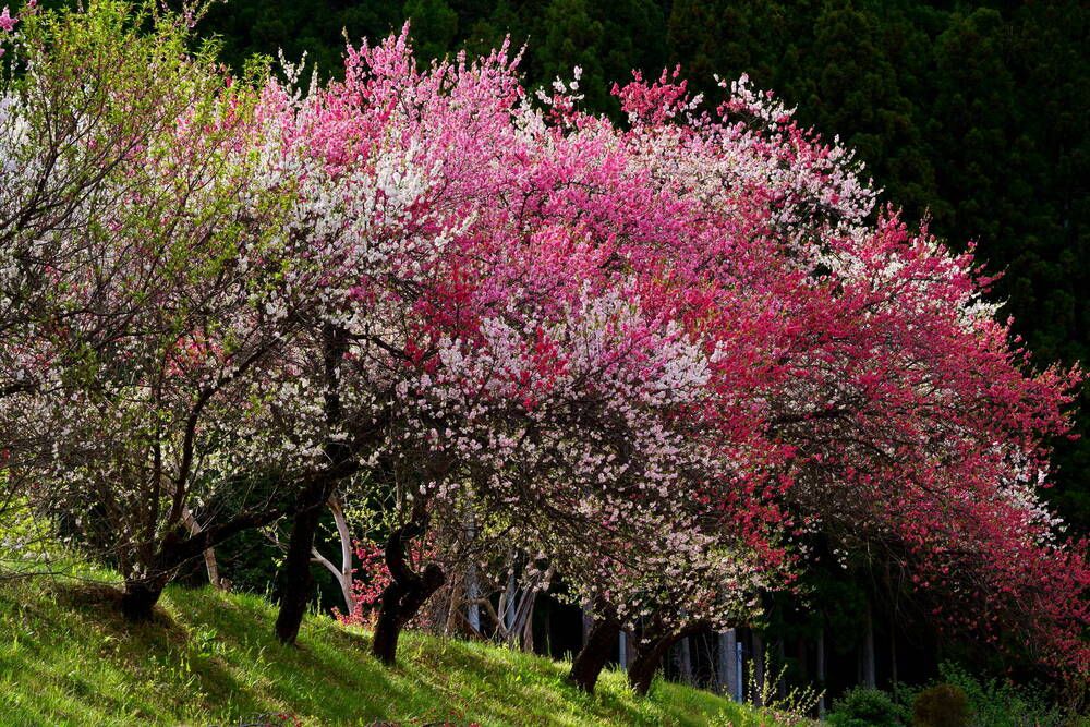 Red, pink and white peach trees