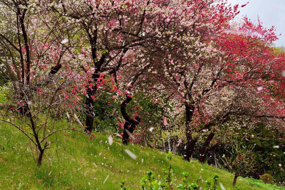Red, pink and white peach trees