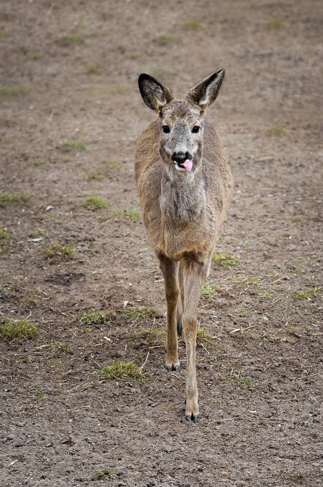 European roe deer