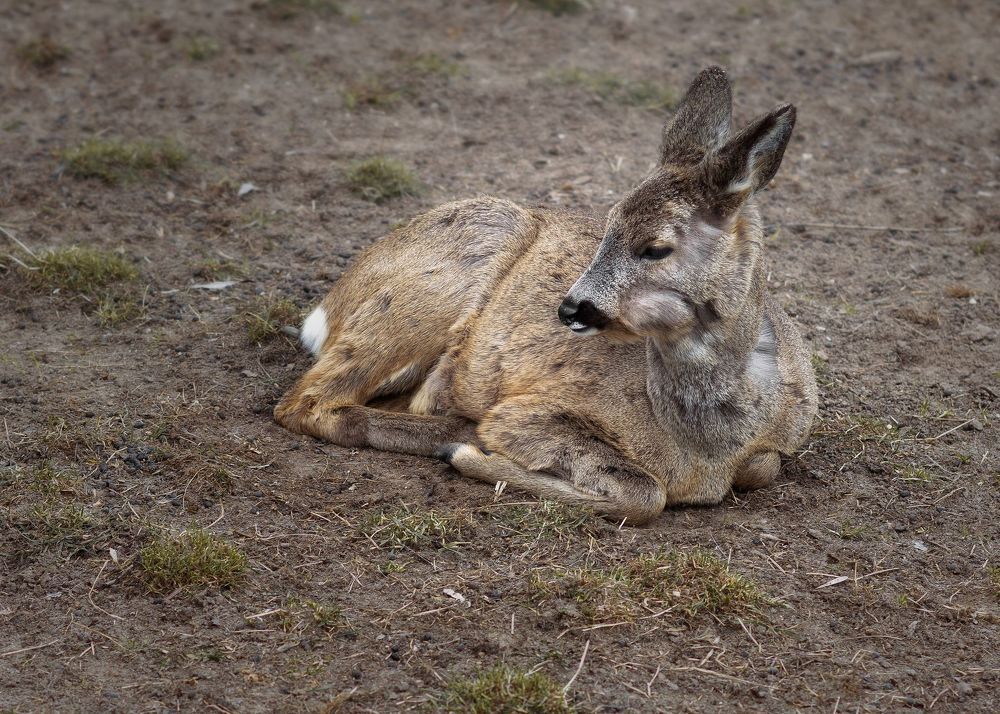 European roe deer