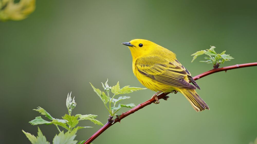 Yellow warbler (Setophaga petechia)