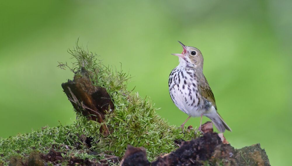 Ovenbird (Seiurus aurocapilla)