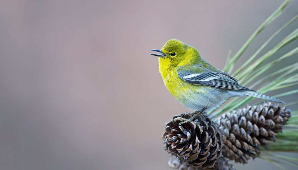 Pine warbler (Setophaga pinus)