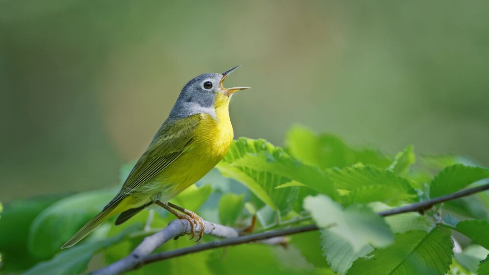 Nashville warbler (Leiothlypis ruficapilla)