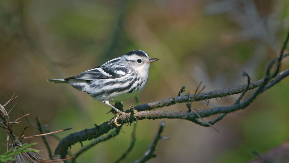 Black-and-white warbler (Mniotilta varia)