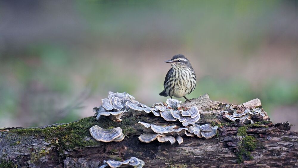 Northern waterthrush (Parkesia noveboracensis)